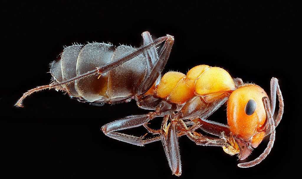 Ant Control service in Albuquerque, NM