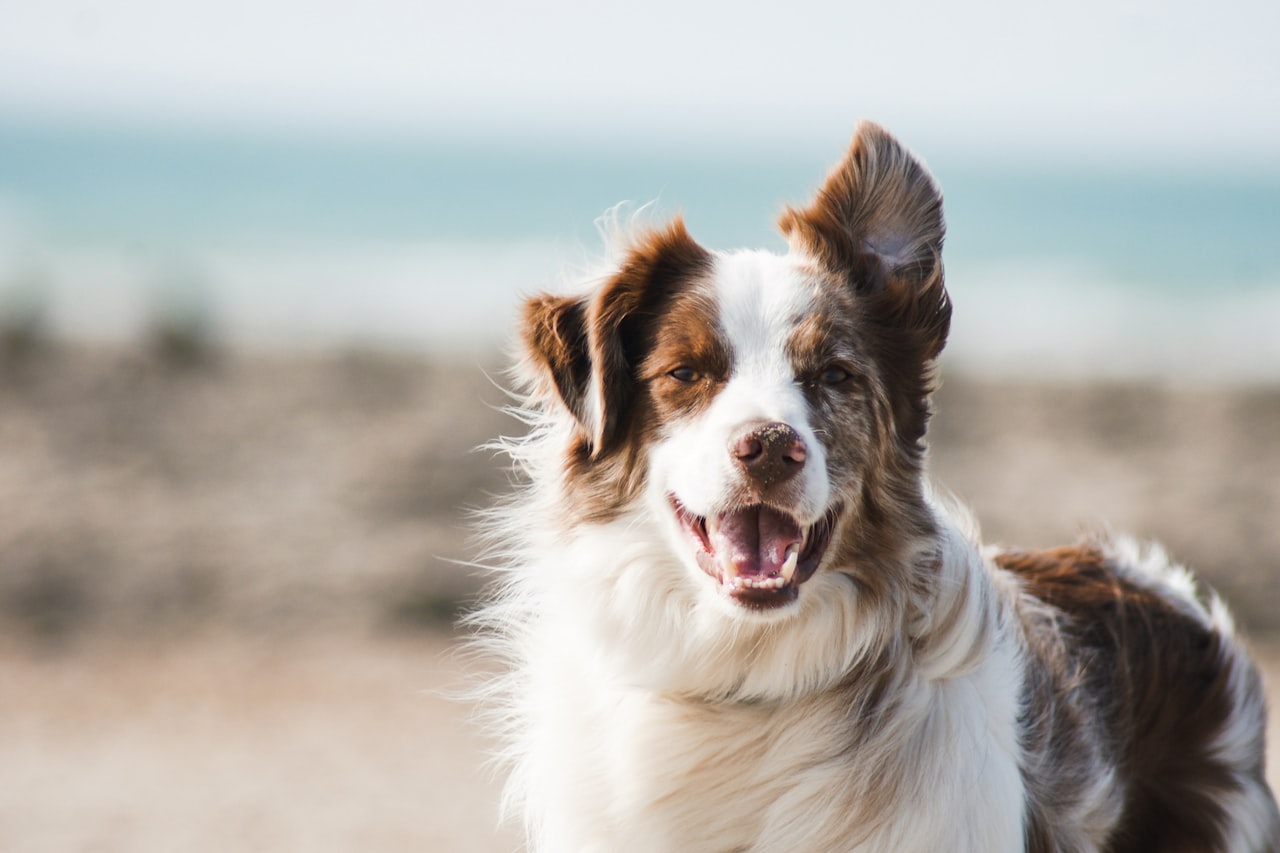 Flea & Tick Control service in Albuquerque, NM