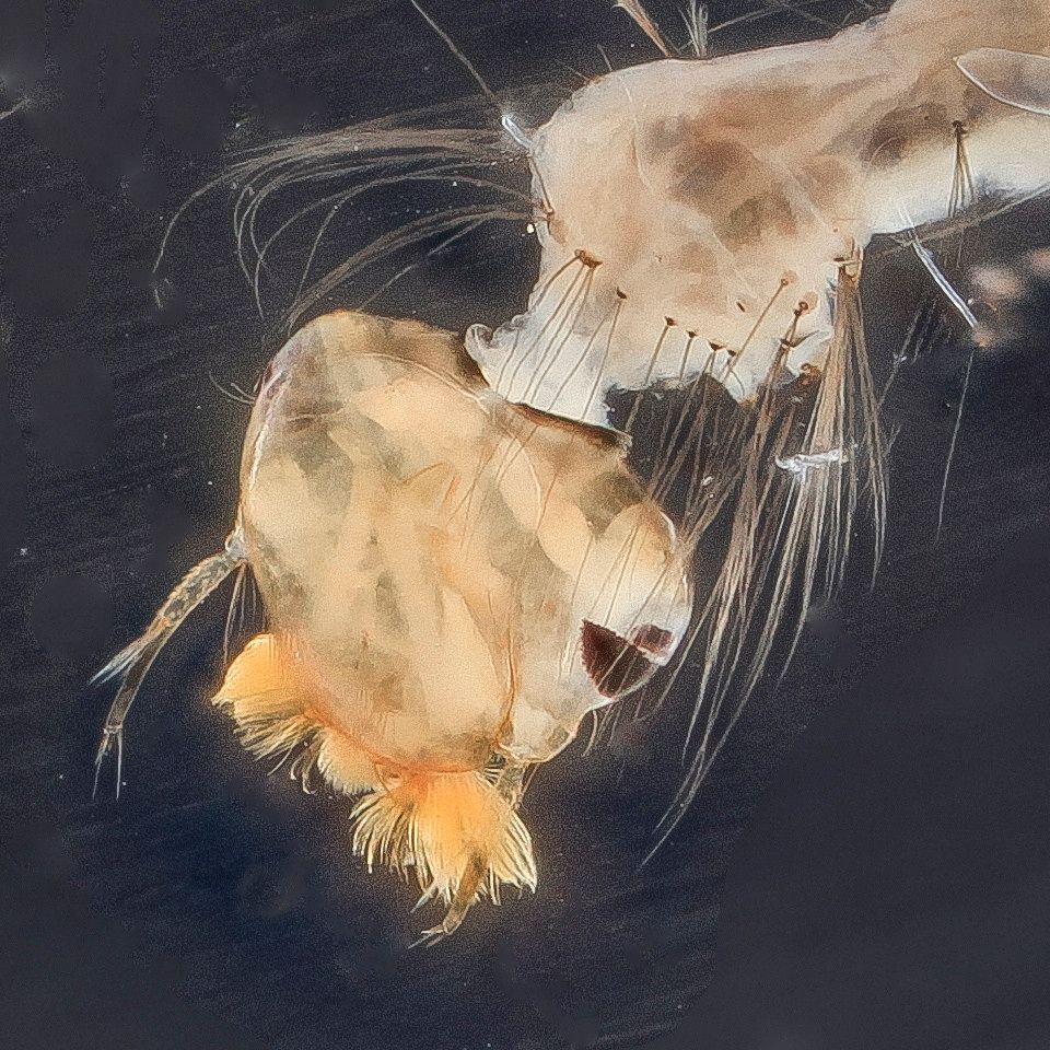 Mosquito Control service in Albuquerque, NM