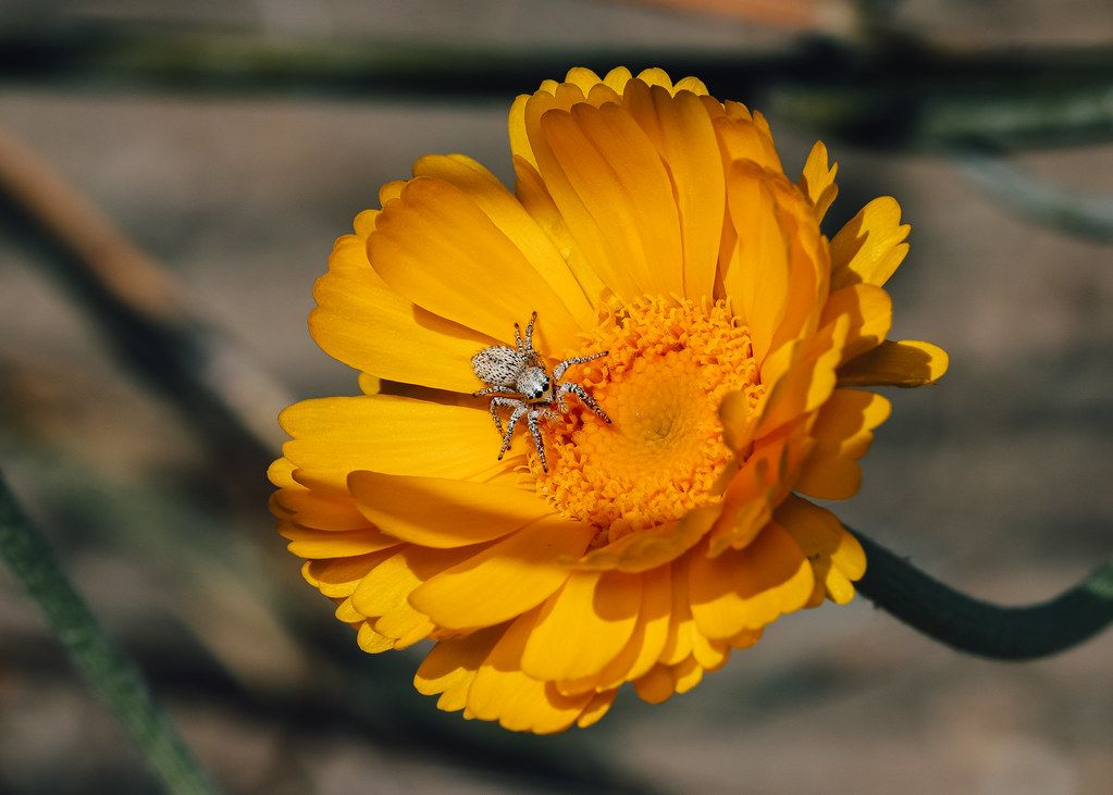 Spider Control service in Albuquerque, NM